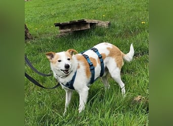 Tinto sucht ein Für-immer-Zuhause