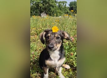Niedliche kleine Ulla sucht eine Familie