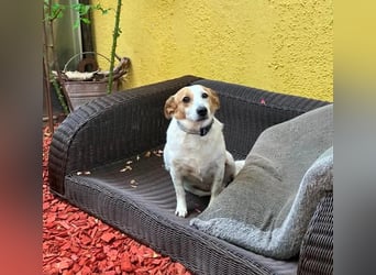 Lieber älterer Rüde Jack sucht ein Zuhause