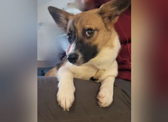 Hundekind Hannah braucht Sicherheit