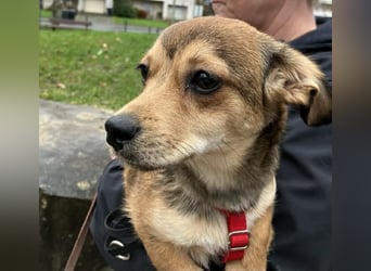 Bonnie sucht eine Familie, die ihr Sicherheit bietet