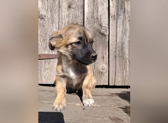 Winston sucht eine Für-immer-Familie