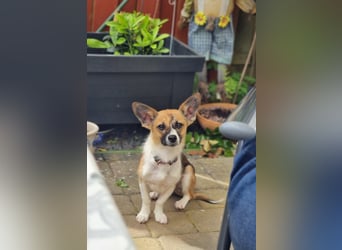 Hannah, kleine Hündin sucht Sicherheit