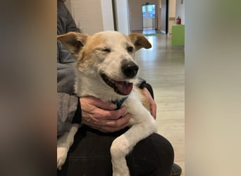 Tinto sucht ein Für-immer-Zuhause