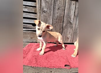 Kleiner süßer Predrag