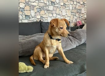 Kleine Merry sucht ein Zuhause