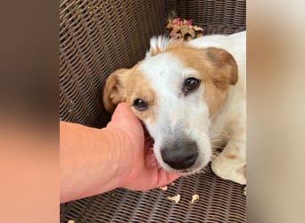 Lieber älterer Rüde Jack sucht ein Zuhause