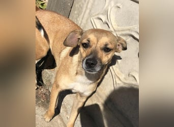 Zauberhafte kleine Rosé