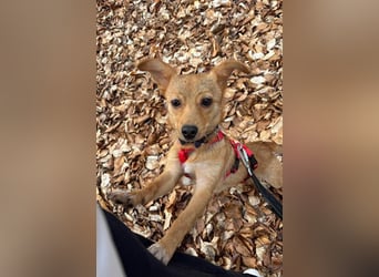 Kleine Merry sucht ein Zuhause