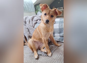 Kleine Merry sucht ein Zuhause