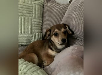 Bonnie sucht eine Familie, die ihr Sicherheit bietet