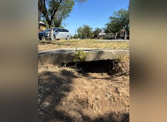 Cosy hatte kein einfaches Leben