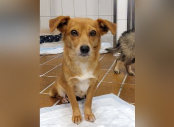 Niedliche Inja in Hennef sucht ein Zuhause