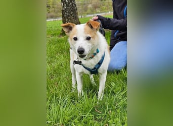 Tinto sucht ein Für-immer-Zuhause