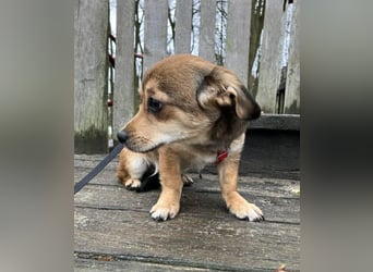 Bonnie sucht eine Familie, die ihr Sicherheit bietet