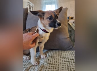 Hundekind Hannah braucht Sicherheit