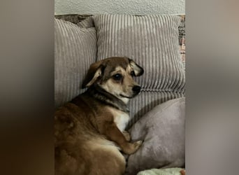 Bonnie sucht eine Familie, die ihr Sicherheit bietet