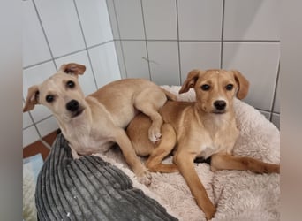 Kleiner süßer Predrag