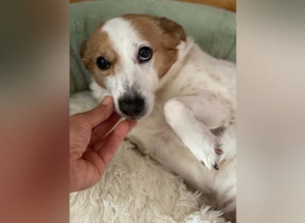 Lieber älterer Rüde Jack sucht ein Zuhause
