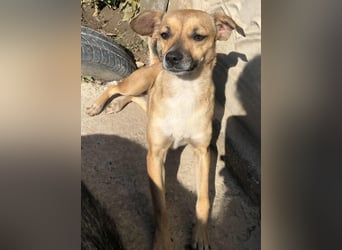 Zauberhafte kleine Rosé