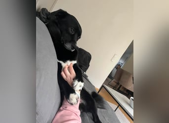 Monty sucht ein Für-immer-Zuhause