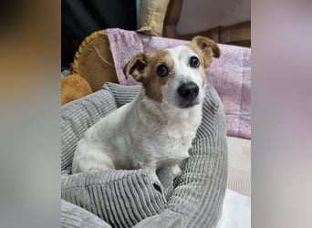 Lieber älterer Rüde Jack sucht ein Zuhause