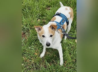 Tinto sucht ein Für-immer-Zuhause