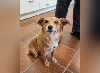 Niedliche Inja in Hennef sucht ein Zuhause