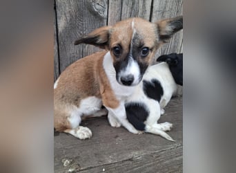 Hannah, kleine Hündin sucht Sicherheit