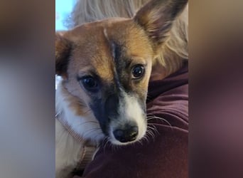 Hannah, kleine Hündin sucht Sicherheit