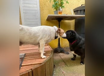Lieber älterer Rüde Jack sucht ein Zuhause