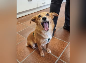 Niedliche Inja in Hennef sucht ein Zuhause