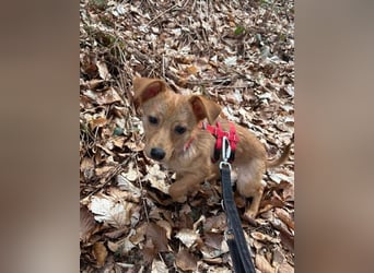 Kleine Merry sucht ein Zuhause