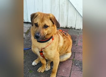 Tinto sucht ein neues Zuhause