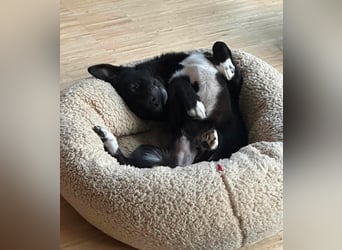 Monty sucht ein Für-immer-Zuhause