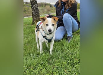 Tinto sucht ein Für-immer-Zuhause