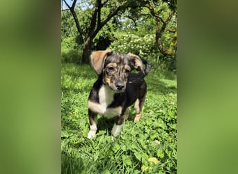 Niedliche kleine Ulla sucht eine Familie