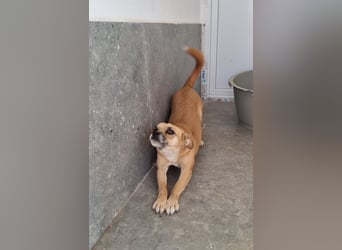 Mara sucht ein Für-immer-Zuhause