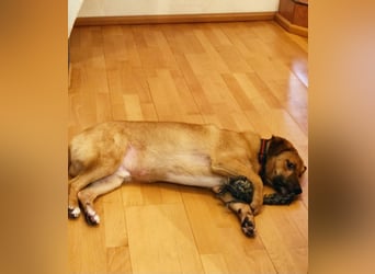 Tinto sucht ein neues Zuhause