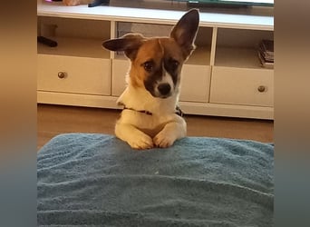 Hannah, kleine Hündin sucht Sicherheit