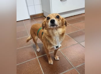 Niedliche Inja in Hennef sucht ein Zuhause