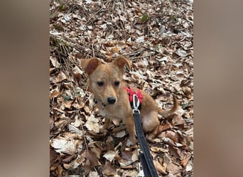 Kleine Merry sucht ein Zuhause