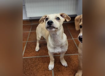 Kleiner süßer Predrag