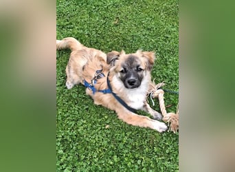 Niedlicher kleiner Wesley