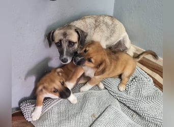 Cosy hatte kein einfaches Leben