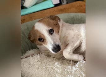 Lieber älterer Rüde Jack sucht ein Zuhause