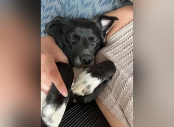 Monty sucht ein Für-immer-Zuhause