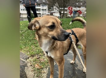 Zauberhafte kleine Rosé