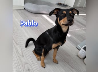 Pablo, 09/25 - treuer Begleiter sucht Familie in 51109 Köln