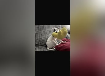 NOTFALL Linda - lebensfroh und verspielt